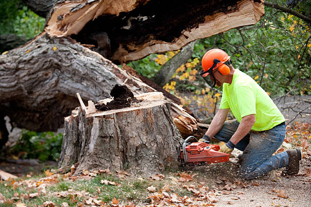 How Our Tree Care Process Works  in  Mill Neck, NY